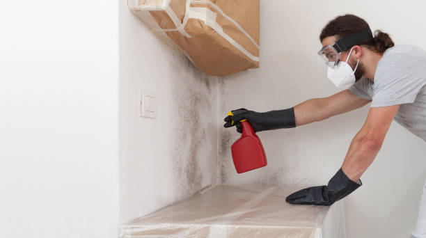 Professional Black Mold Removal technician working in Darlington, MD